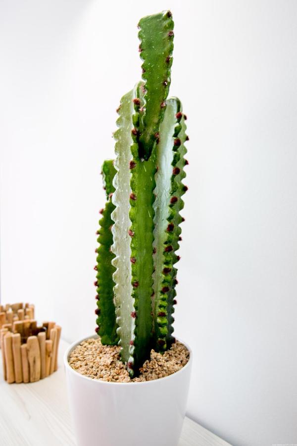 Cactus Apartment San Miguel de Abona Esterno foto